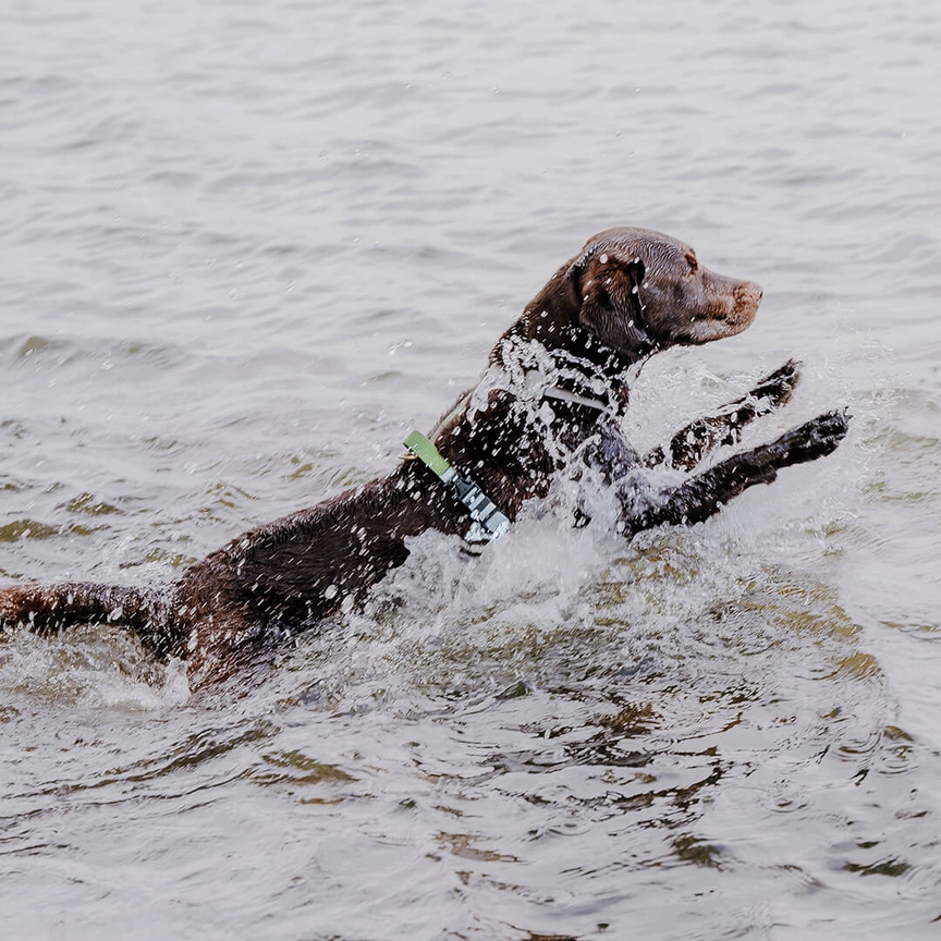 Hey Lana Outdoor Flex-Biothane, 5-fach-verstellbar, mit Haltegriff „grau/grün“ (super pflegeleicht), S, M, L – Bild 6