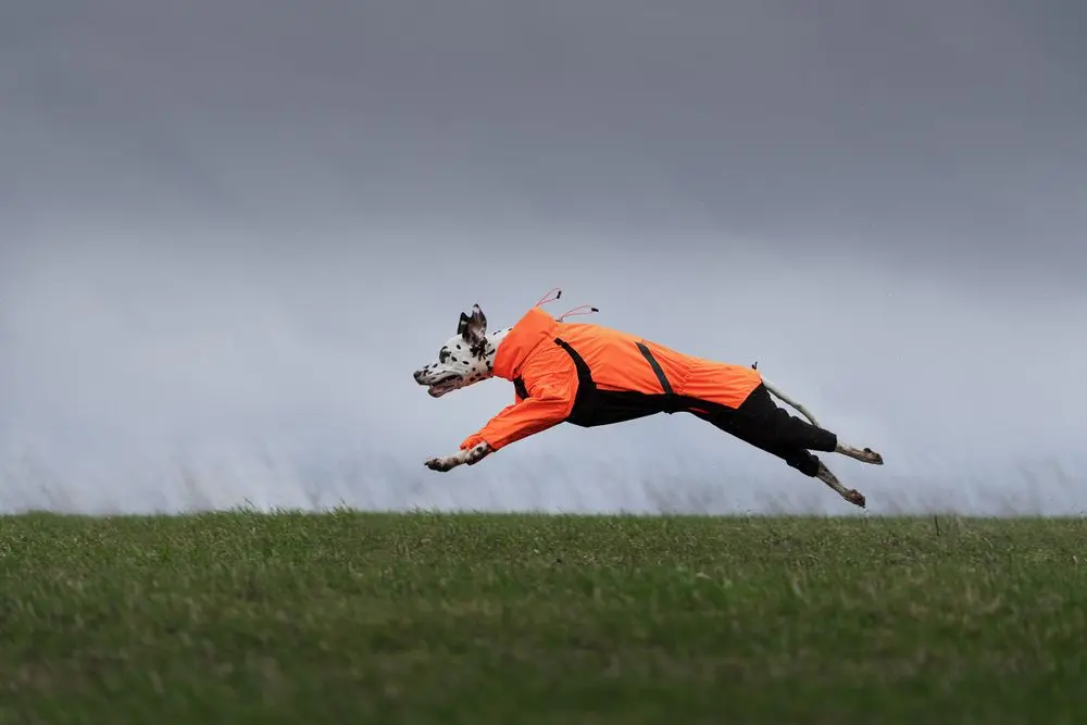 Non-stop dogwear Fjord overall raincoat (wasser- und winddichter Ganzkörper-Regenmantel mit Freemotion tech™), 36, 50 – Bild 5