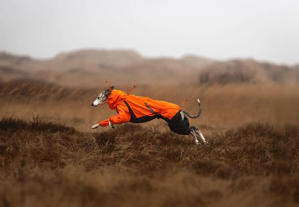 Non-stop dogwear Fjord overall raincoat (wasser- und winddichter Ganzkörper-Regenmantel mit Freemotion tech™), 36, 50 – Bild 7