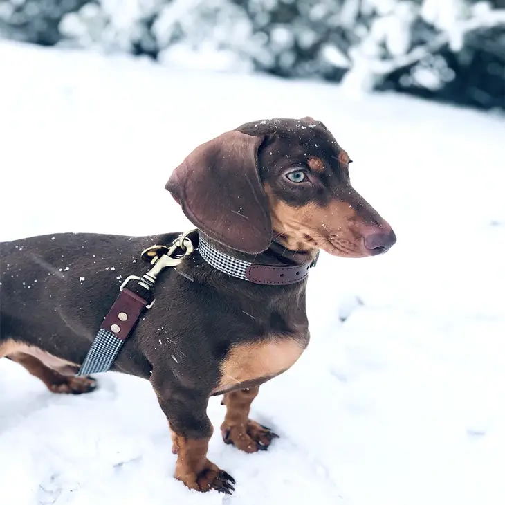 Verstellbare Leder/Stoff-Leine, schwarz/weiß Karo – Bild 3