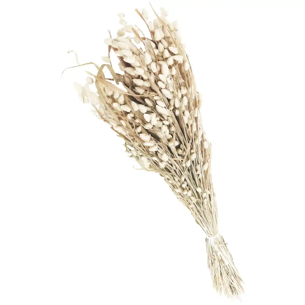 Briza Maxima Zittergräser Trockenblumen Gräser Naturdeko 1 Beutel 50g 2 Farben – Bild 3