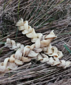 Rinderkopfhaut Zöpfe, harter Snack für langen Kauspaß, Zahnpflege, ohne Zusätze (100% Rind)