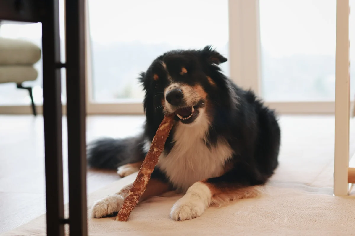 Kausticks XXL, Rinderhaut, umwickelt mit Hähnchenfilet, langer Kauspaß, ca. 25-30cm lang (3 Stück) – Bild 3