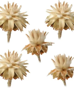 Flaumfeder Plumosum 1 Kopf Trockenblumen Naturdeko hell natur 5er Set