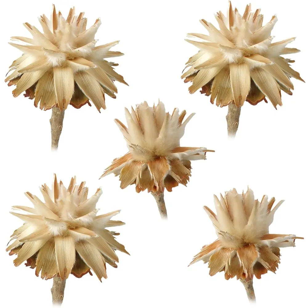 Flaumfeder Plumosum 1 Kopf Trockenblumen Naturdeko hell natur 5er Set – Bild 2