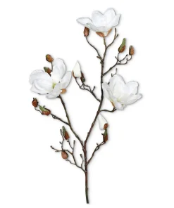Frühlingszweig Magnolie