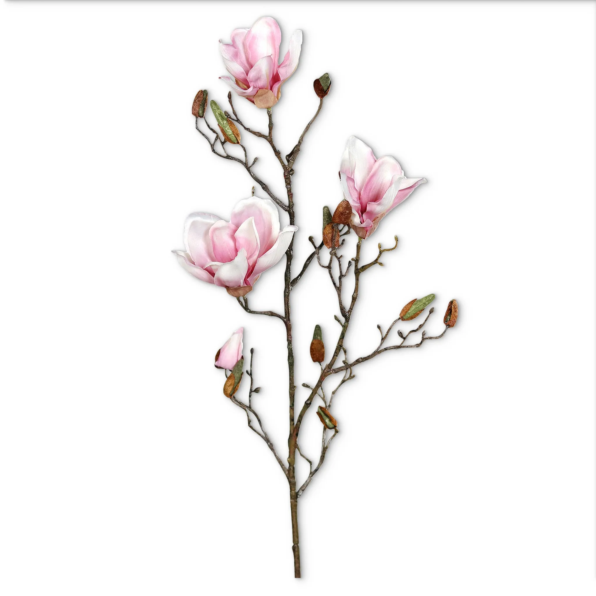 Frühlingszweig Magnolie – Bild 3