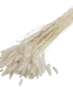 Lagurus Samtgras Hasenschwänzchen Trockenblume Trockengras 1 Bund 100g gebleicht