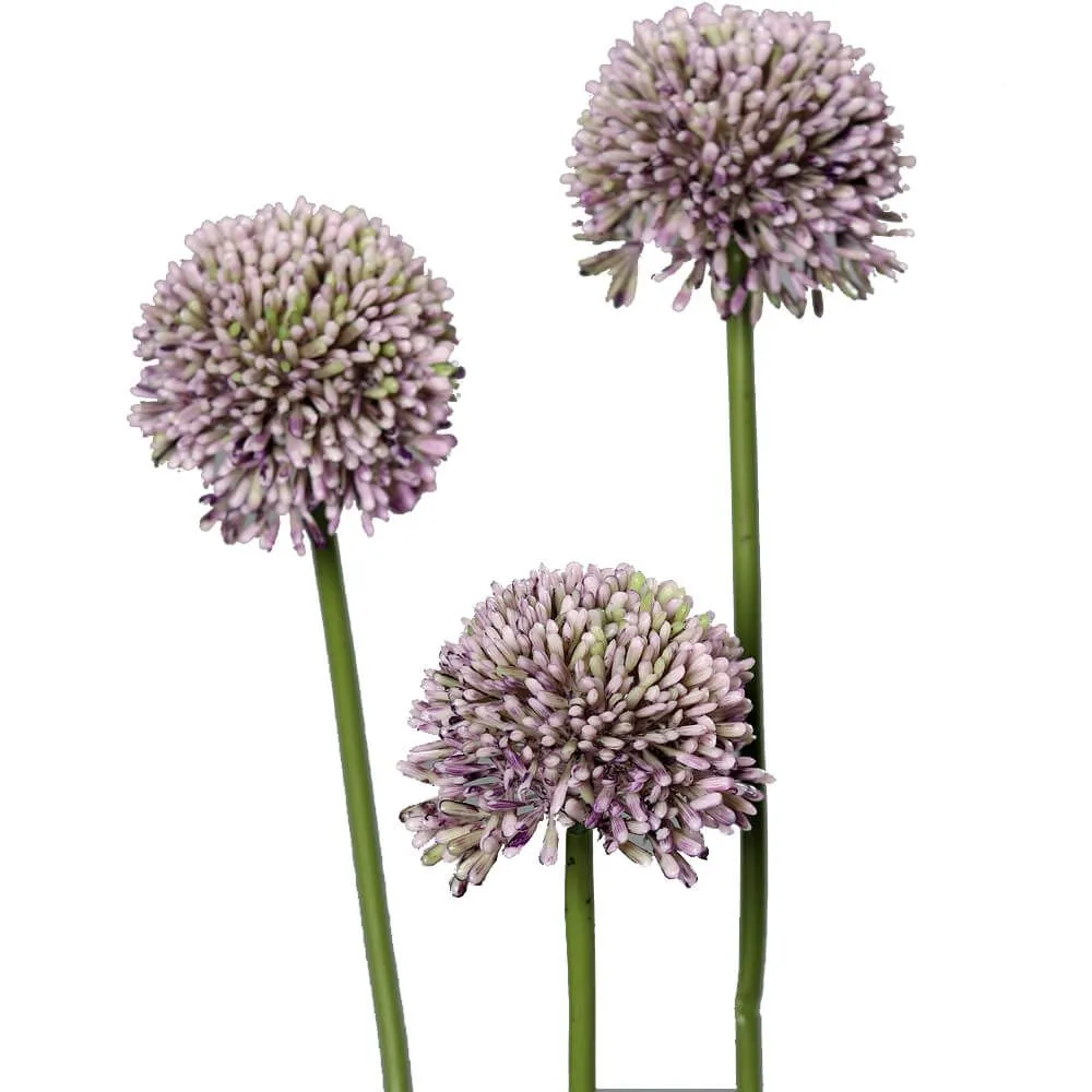 Lauch Blüten Allium Kunstblumen Kunstpflanzen 3er Bund – 46 cm – 2 Farben – Bild 4