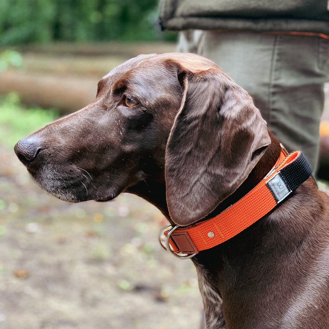 WowWow Halsband mit Leine (bekannt aus der Höhle der Löwen), S, pink Limited Edition – Bild 5