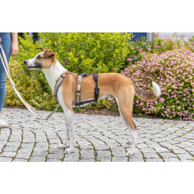 Panik-Adapter „Stay“ für Geschirre, sicherer Sitz durch Schlaufen im Rücken- und Bauchbereich, Neopren-Polsterung, stufenlos verstellbar, z.B. für Wanderung, Urlaub, Silvester (S, L) – Bild 6