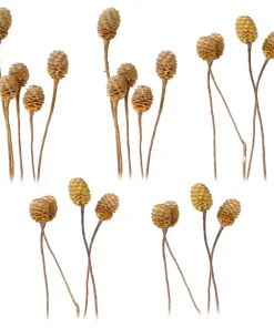 Sabulosumzweige 4-6 Köpfe Trockenblumen Bastelmaterial natur hell 5er Set