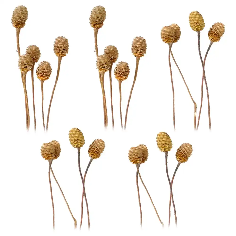 Sabulosumzweige 4-6 Köpfe Trockenblumen Bastelmaterial natur hell 5er Set – Bild 2