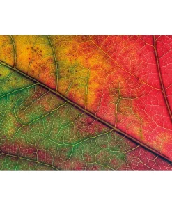 Tischset Platzsets MOTIV abwaschbar Herbstblatt Blattadern Nahaufnahme rot