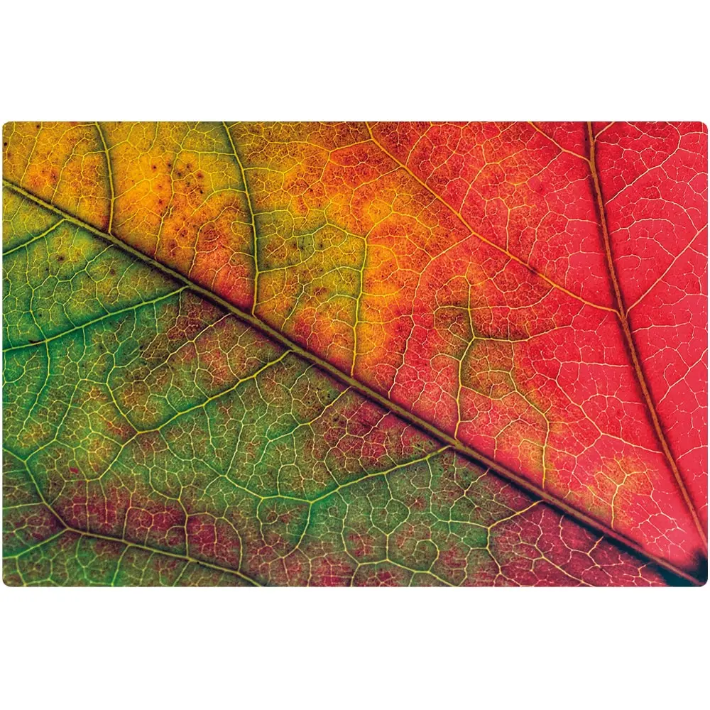 Tischset Platzsets MOTIV abwaschbar Herbstblatt Blattadern Nahaufnahme rot
