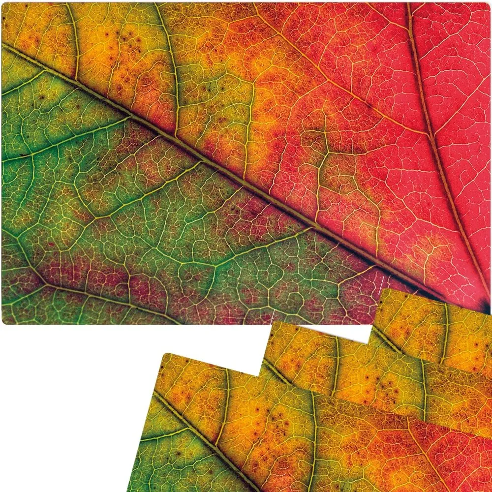 Tischset Platzsets MOTIV abwaschbar Herbstblatt Blattadern Nahaufnahme rot – Bild 4