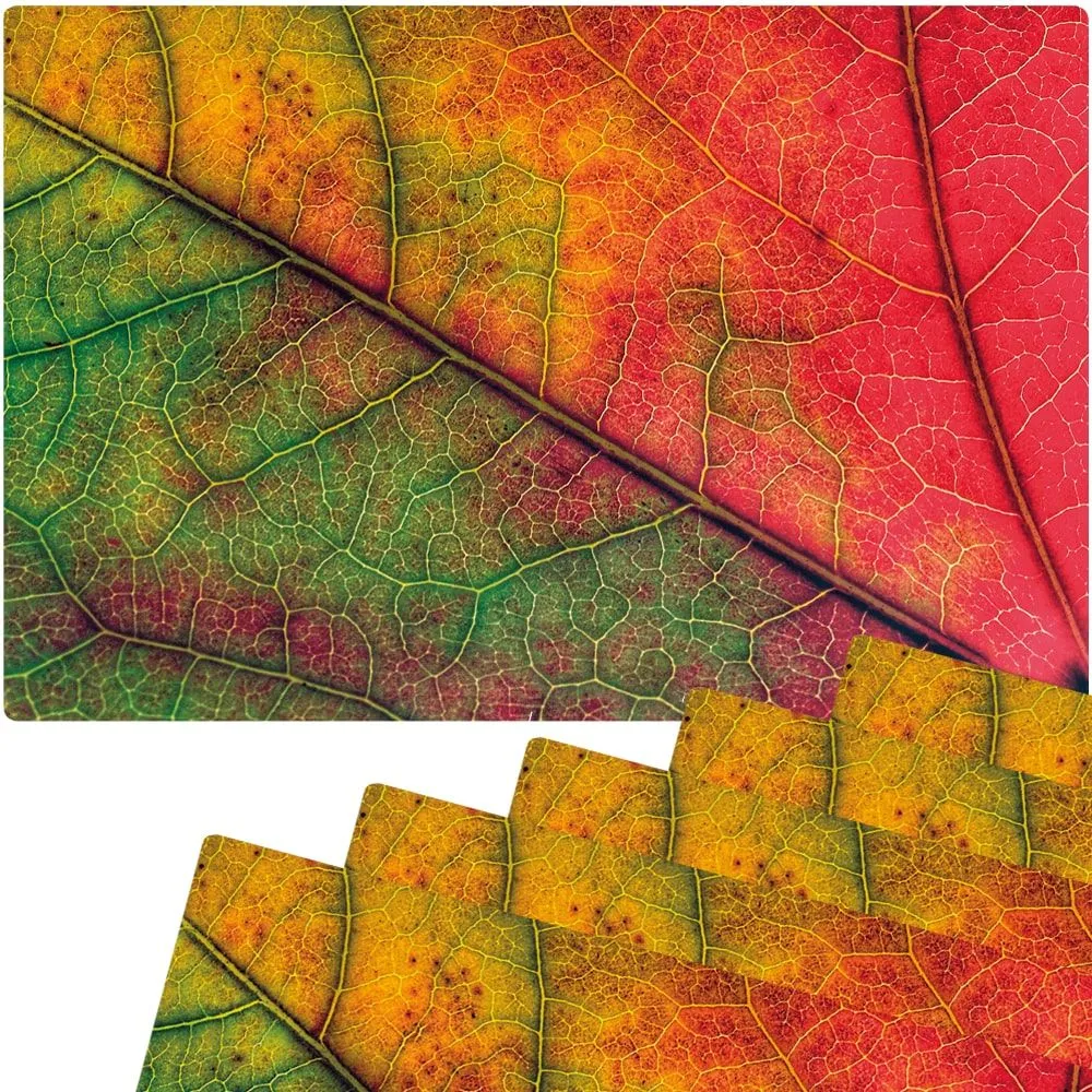 Tischset Platzsets MOTIV abwaschbar Herbstblatt Blattadern Nahaufnahme rot – Bild 5