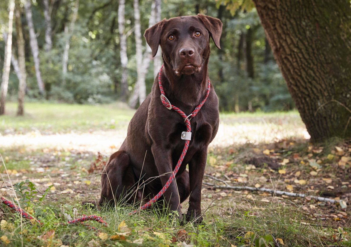 Everest-Tauprogramm Moxonleine/Retrieverleine, 1,8m lang, reflektierendsep, sepia rosa, 9mm