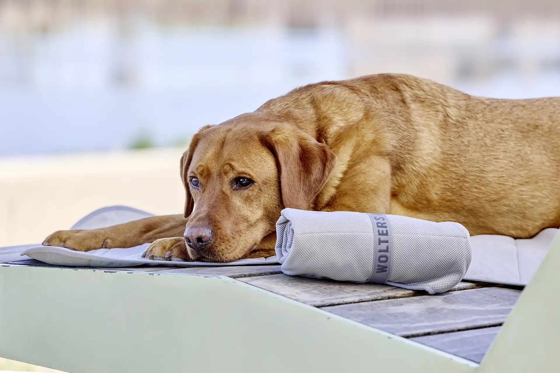 Wolters watchout Kühlmatte, absorbiert Wasser für eine natürliche Kühlung, OHNE KÜHLGEL, waschbar bei 30°, zusammenrollbar (S, M) – Bild 4