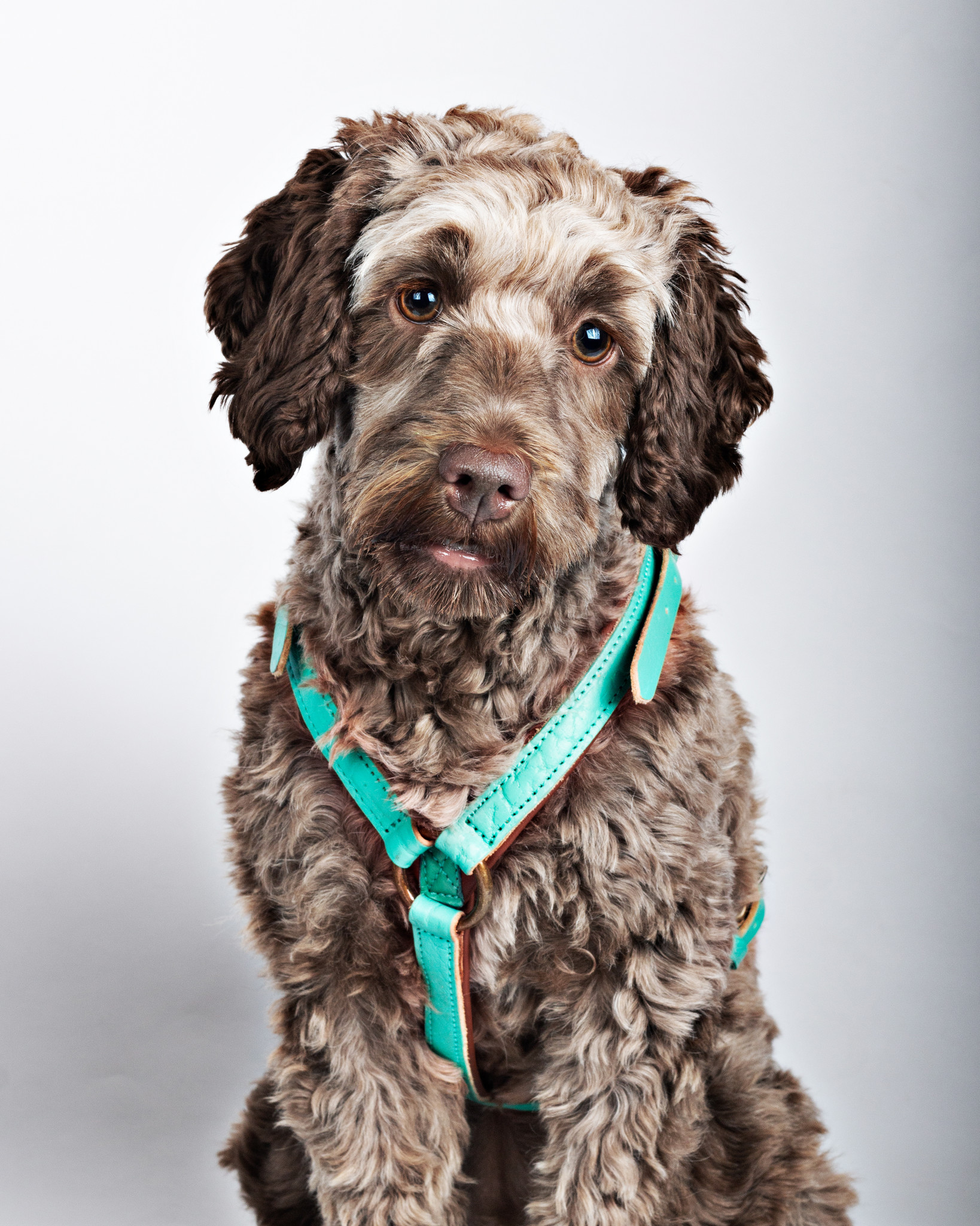 Leder-Geschirr „Avalon“, M – Bild 6