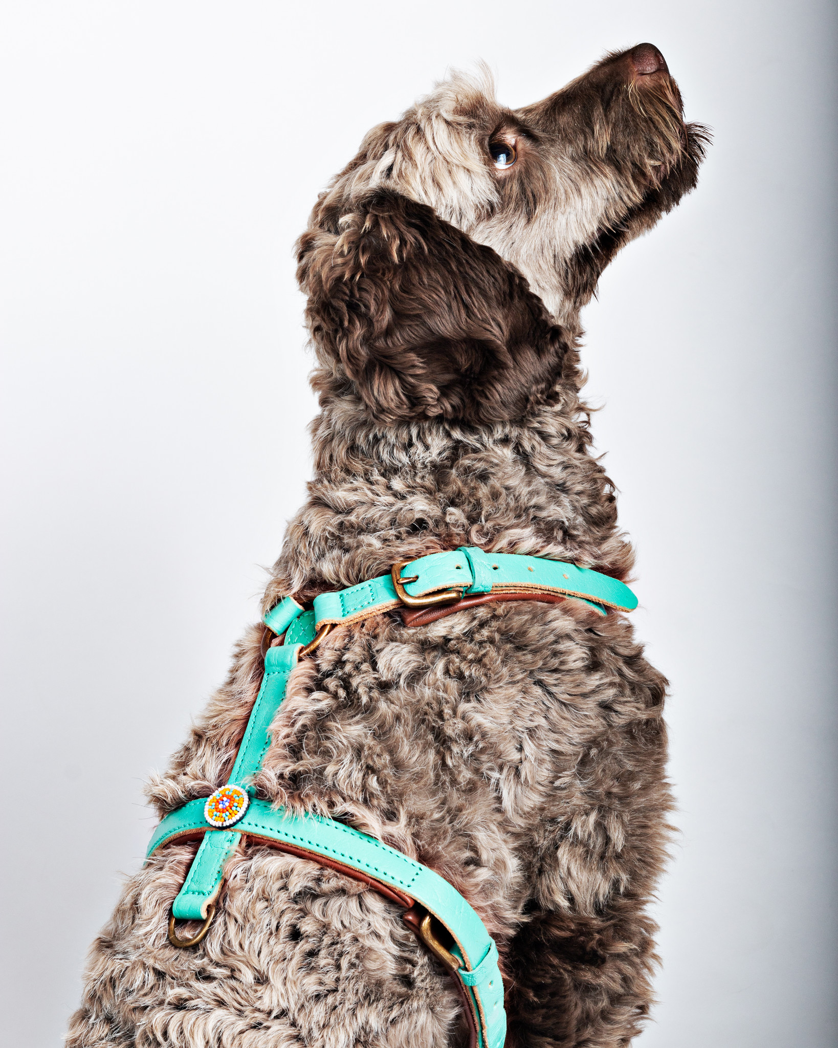 Leder-Geschirr „Avalon“, M – Bild 4