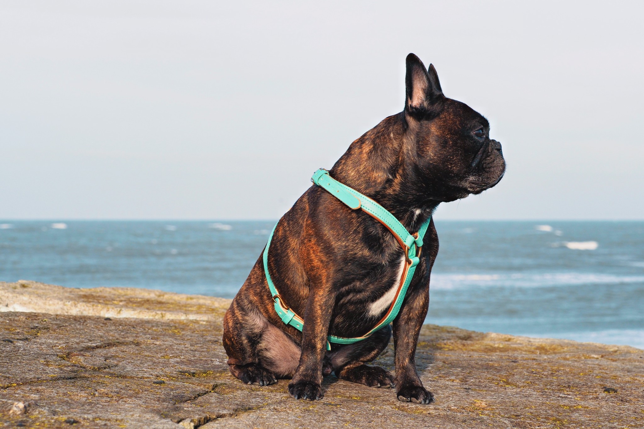 Leder-Geschirr „Avalon“, M – Bild 3