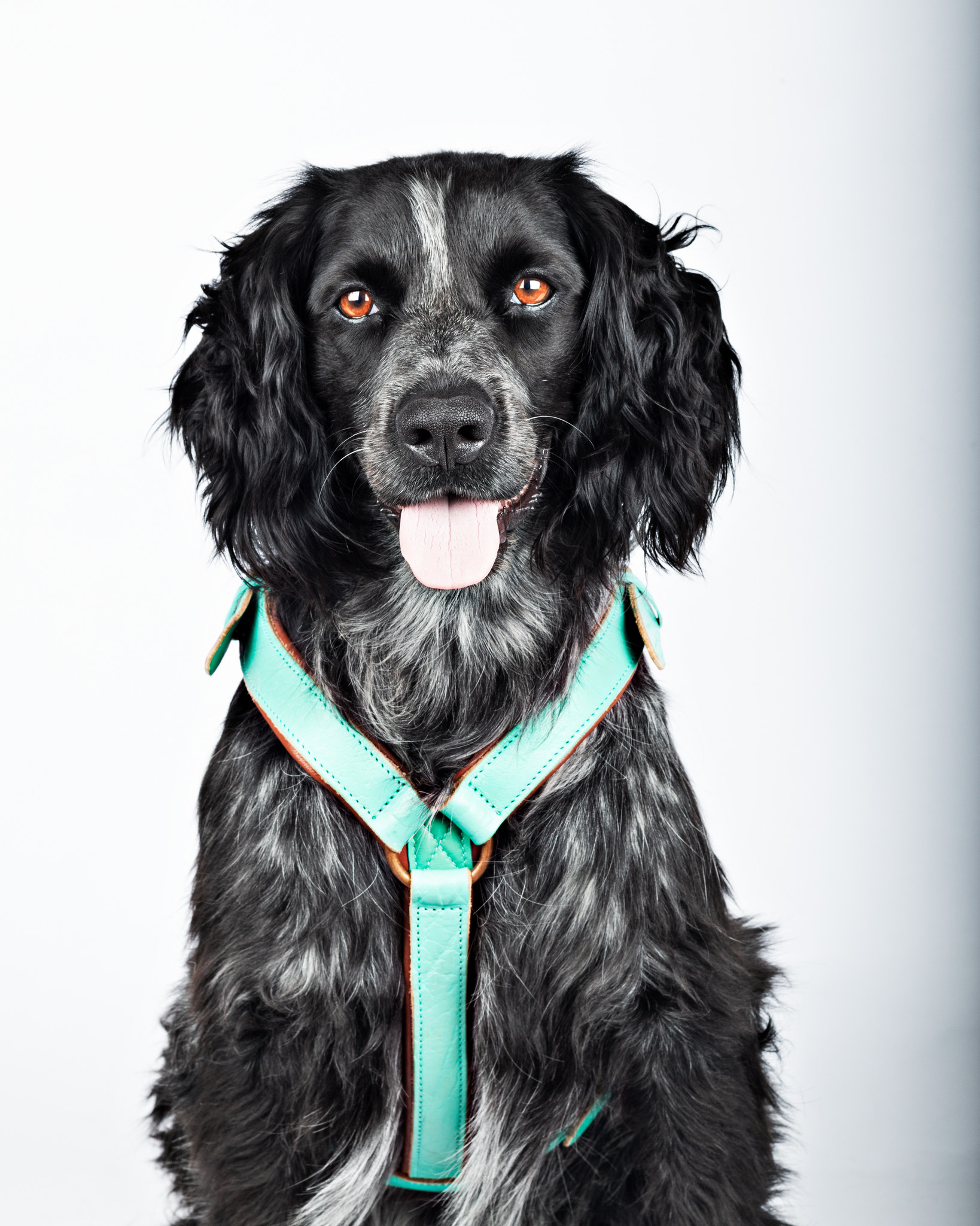 Leder-Geschirr „Avalon“, M – Bild 2