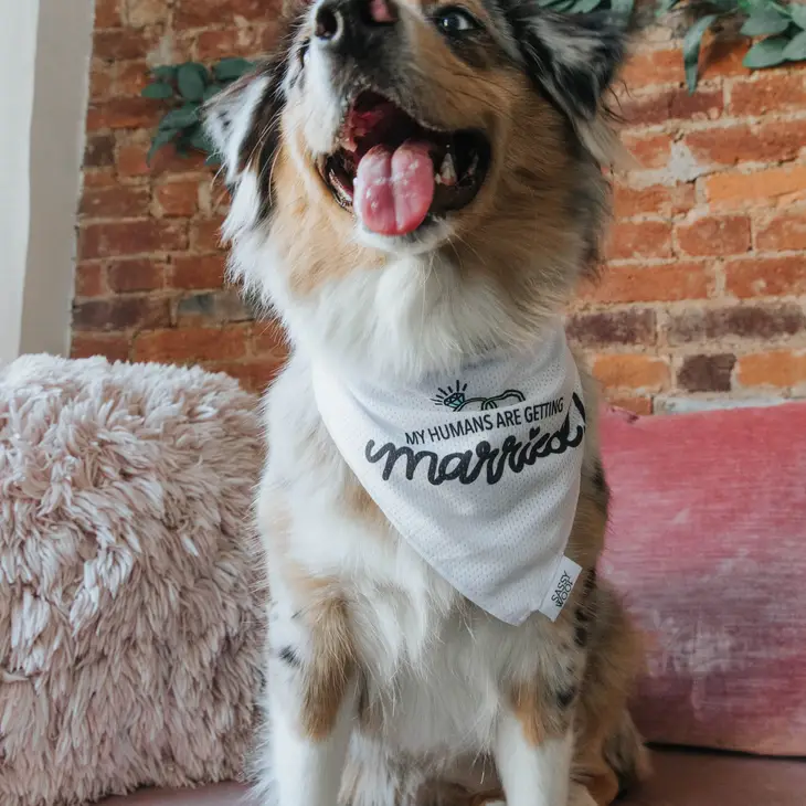 Hunde-Bandana „my humans are getting married“ <3 (S) – Bild 3