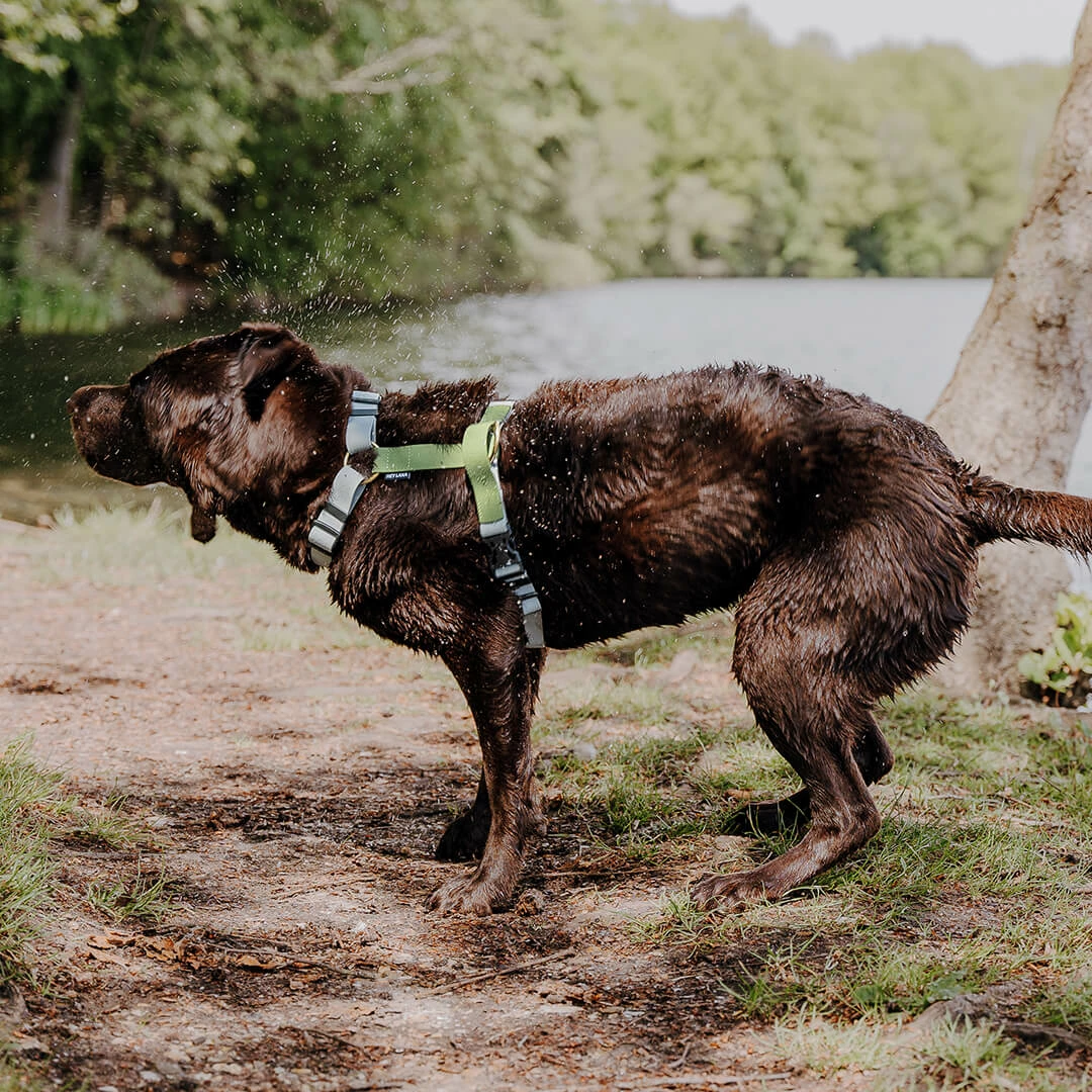 Hey Lana Outdoor Flex-Biothane, 5-fach-verstellbar, mit Haltegriff „grau/grün“ (super pflegeleicht), S, M, L – Bild 5