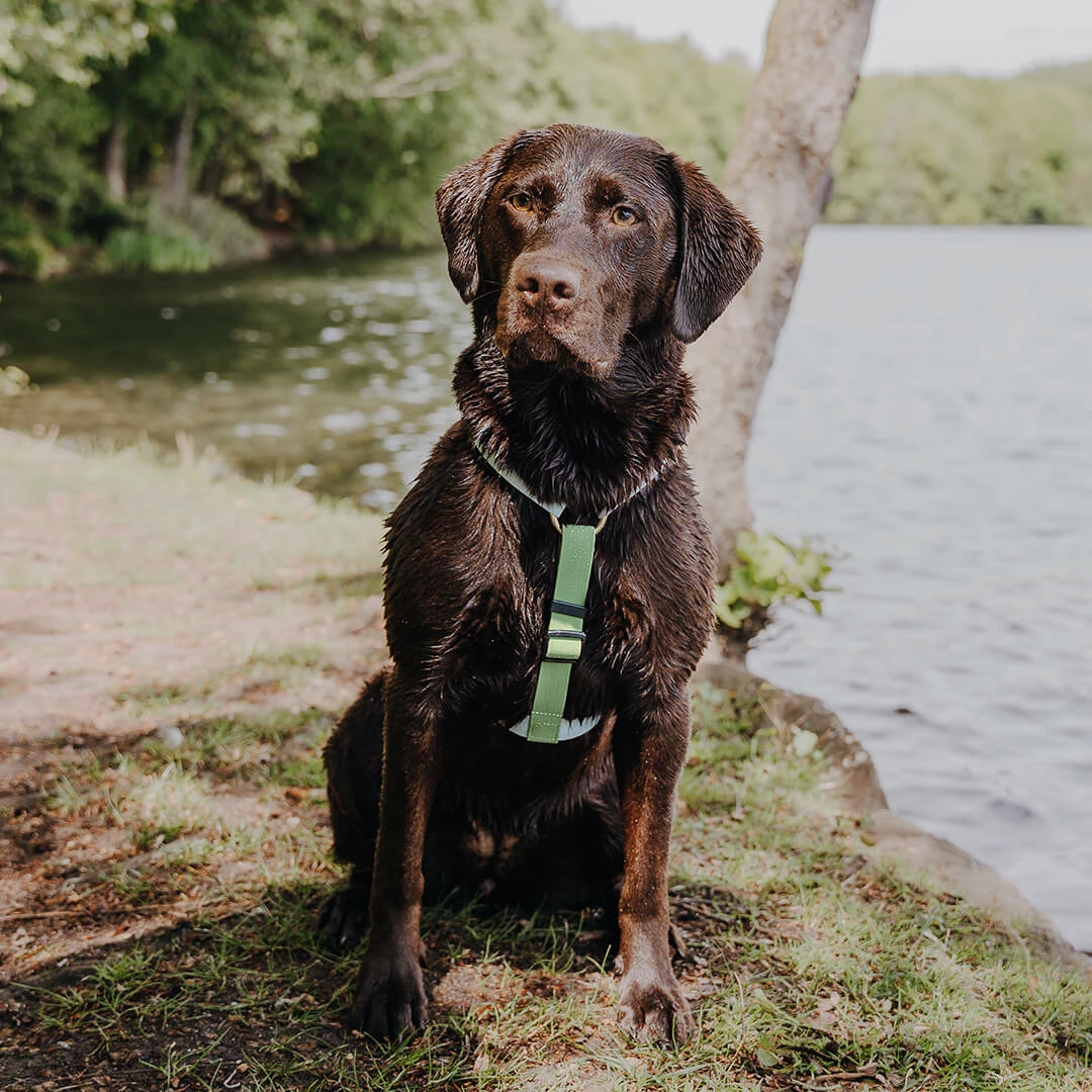 Hey Lana Outdoor Flex-Biothane, 5-fach-verstellbar, mit Haltegriff „grau/grün“ (super pflegeleicht), S, M, L – Bild 7