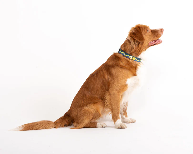 Woolly Wolf „Horizon“ Halsband, 100% recyceltes Polyester (XS, S, M, L) – Bild 3