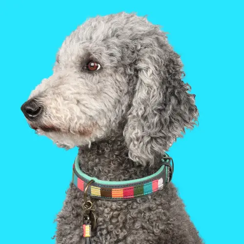 DWAM Frottee-Halsband „MR & Mrs Smith“ (ganz weiches Innen-Frottee, Baumwollmischung, waschbar bei 30°) XXS, XS, L – Bild 4