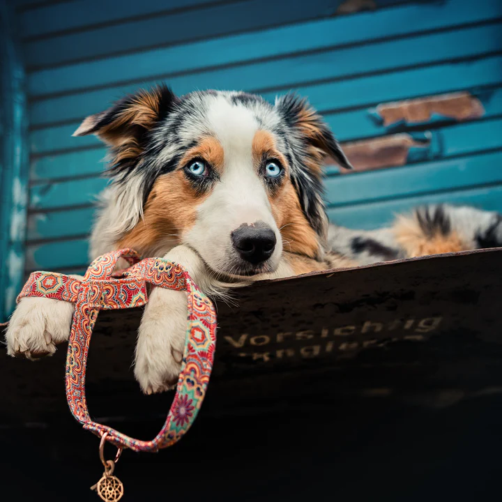 PELLINA 3-fach verstellbare Leine „Hippie Orange“, gold, 1,8m, 30mm breit (L) – Bild 3